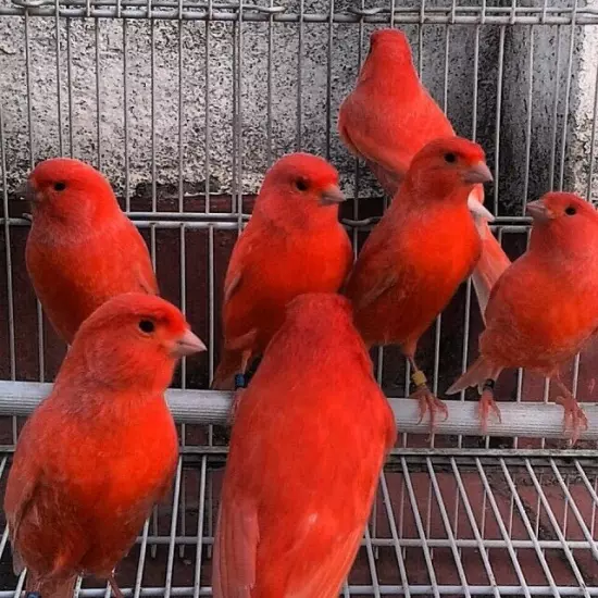 Holland Rosso Raff Soft Colour Food For Red Factor Bird Canary Seed Eaters