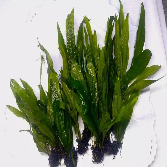 BUY 2 GET 1 FREE MD "Java fern" Microsorum pteropus Low Light Aquarium Plant 