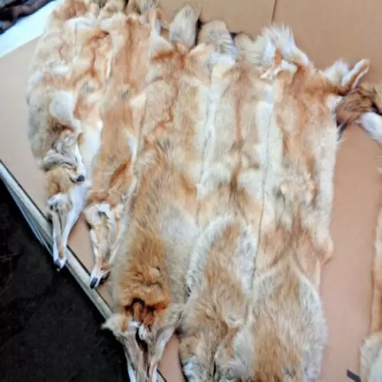 Tanned Western XL HVY Rare Red Coyote Hide #1 Grade/Furs/Taxidermy/Crafts