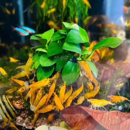 Anubias Barteri /BUY 2 GET 1 FREE (Nana Petite) Small Live Aquarium Plants