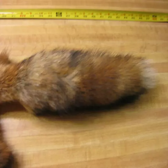 Tanned Red Fox Hide Furs Coats Taxidermy # 00000364 Row A-8