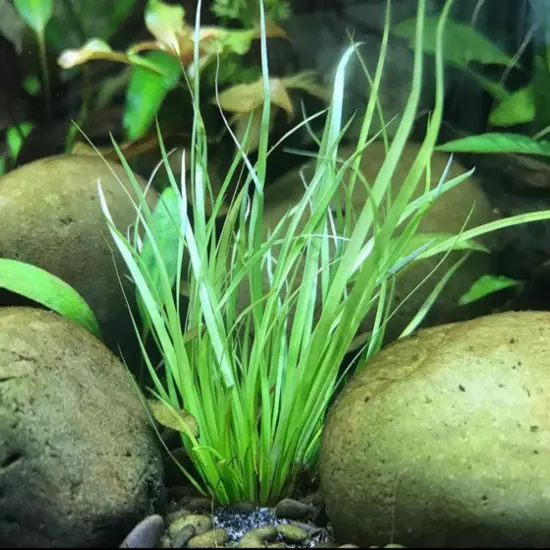 Package Bundle Juncus Repens Live Aquarium Plants for Fish Tanks Easy Care Decor