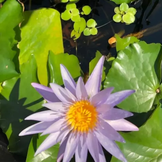 Buy2Get1Free Purple Casey Lee Slocum Tropical Waterlily Live Fresh Pond Flower