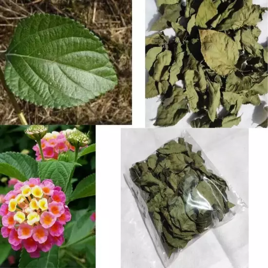 Dried Lantana Camara Leaves Natural Shrub Verbena Angel Lips 100% Organic SL