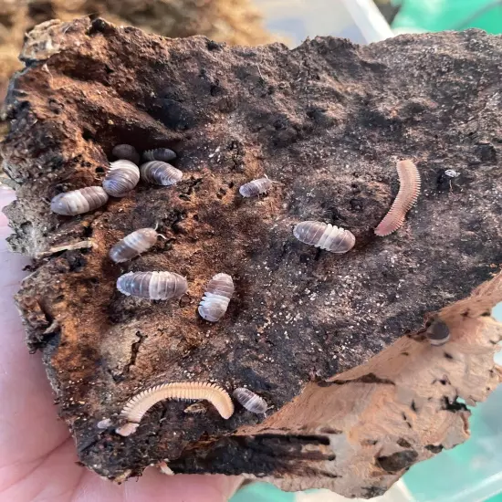 10+ 'Panda King' Isopods Cubaris Sp. • Fast Priority Shipping • Cleanup Crew