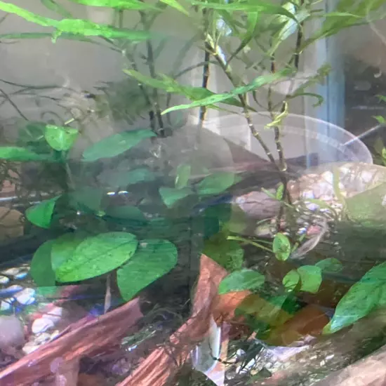 Anubias Barteri /BUY 2 GET 1 FREE (Nana Petite) Small Live Aquarium Plants