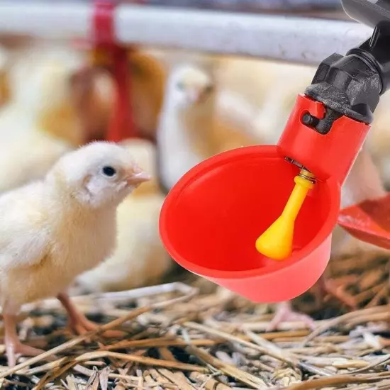 Automatic Water Drinking Cups - Water Feeder for Poultry and Pigeons (10 pcs.)