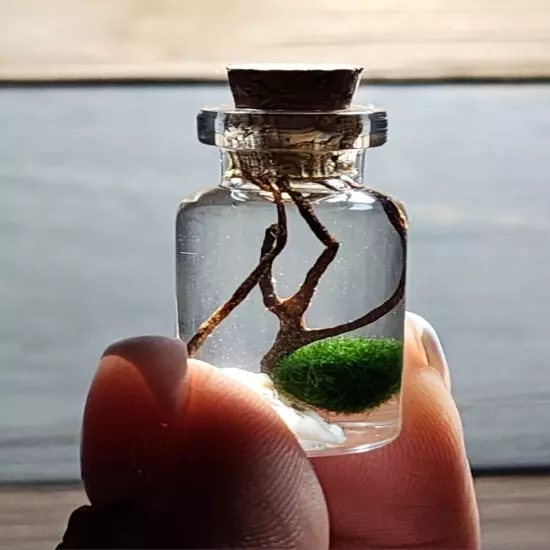 CUTE Mini Terrarium, Live Marimo Moss Ball, Ecosphere, DIY Aquarium, Decor 