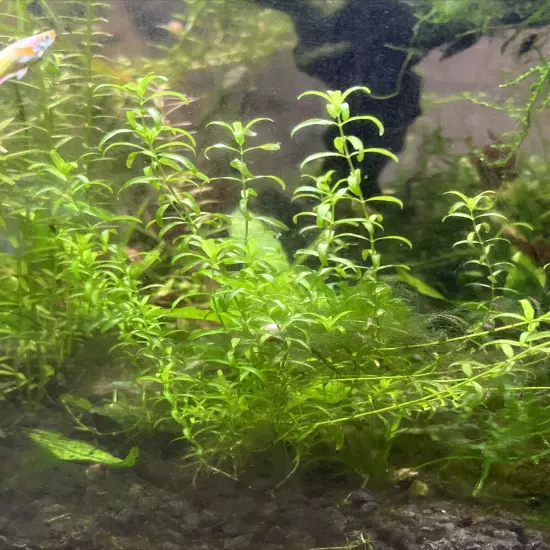 Pearl Weed (Hemianthus Micranthemoides) - 20+Stems - Live Aquarium Plant - SALE