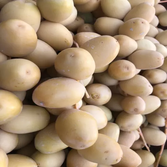 6 LB YELLOW BARHI DATES. FRESH CALIFORNIA. FEW MIGHT RIPEN. SELLING MEDJOOL.