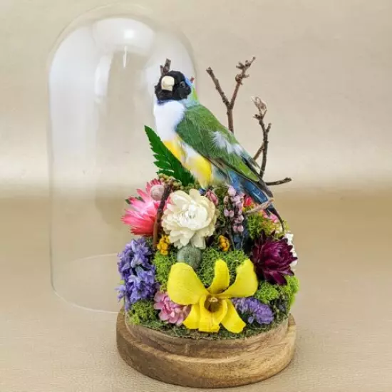 O25c Gouldian Finch Glass Dome Floral Taxidermy Oddities Curiosities Display