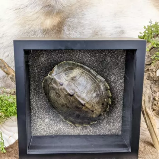 p8b Taxidermy oddities Curiosities framed River Cooter Turtle shell specimen 