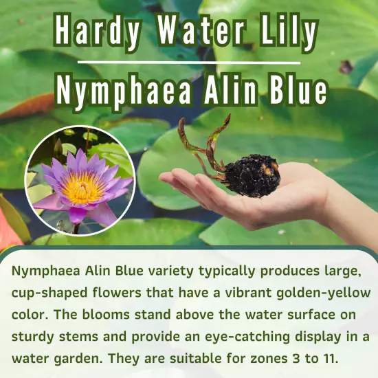 Buy2Get1Free Blue Alin Tropical Waterlily Live Pond Colorful Plants Flower Tank