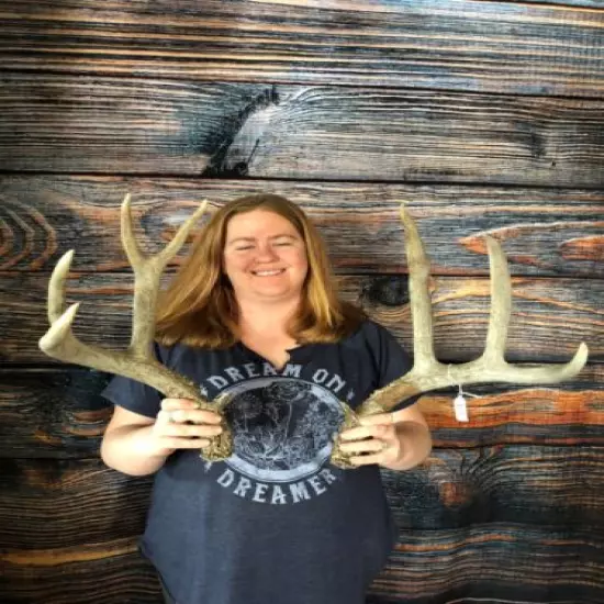 Huge 9 Point Mule Deer Cut Off Antler Odd Rattling Horn Unique Animal Mount Art