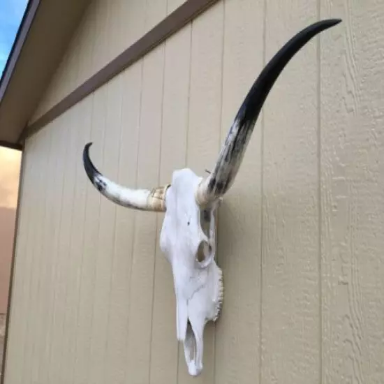 BEAUTIFUL LONGHORN STEER SKULL 4 FEET 1/2" WIDE POLISHED BULL HORN MOUNTED COW 