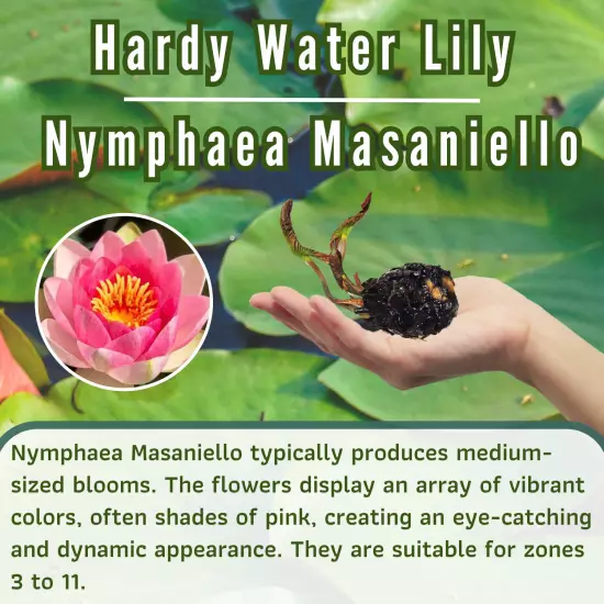 Buy2Get1Free Pink Masaniello Hardy Waterlily Live Pond Plants Flower Colorful