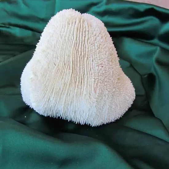 White Natural Hard Coral Ocean Marine Salt Water Aquarium Decor Art 8 x 6”