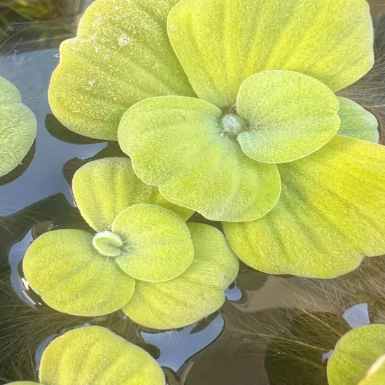 25+ Leaf Water Lettuce Live Floating Aquarium Pond Plant