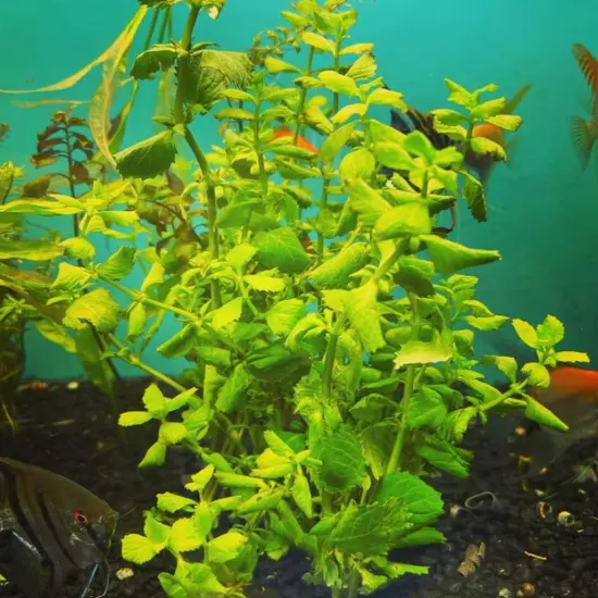 Package Bundle Water Wisteria Hygrophila Difformis Live Aquarium Plants Great