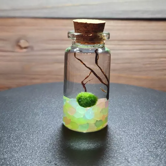 MINI GLOW, Live Marimo Moss Balls, Unique Gift, Ecosphere, Desktop Aquarium, DIY