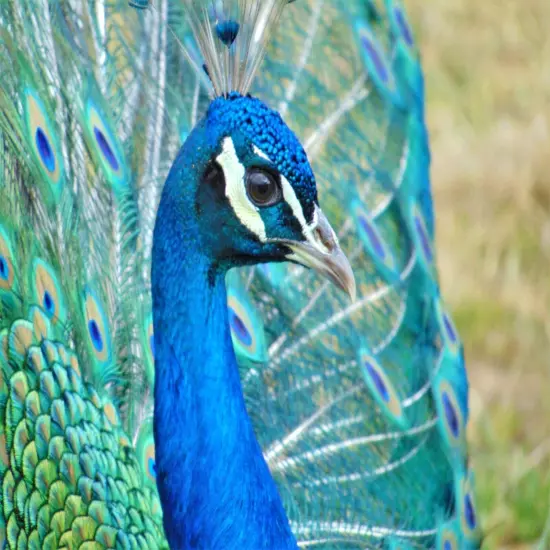 4 Peacock Peafowl Hatching Egg-India Blue Purebred-Guaranteed Fertile-Ship Now!