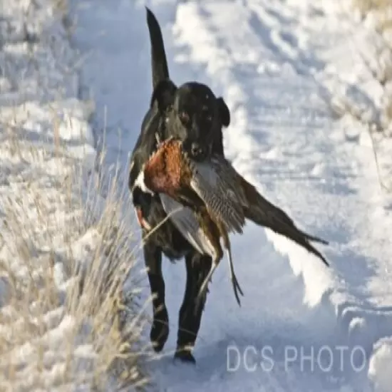 Banded Dog Blind Snow Cover 600D Fabric Waterfowl Winter Hunting Shooting Duck