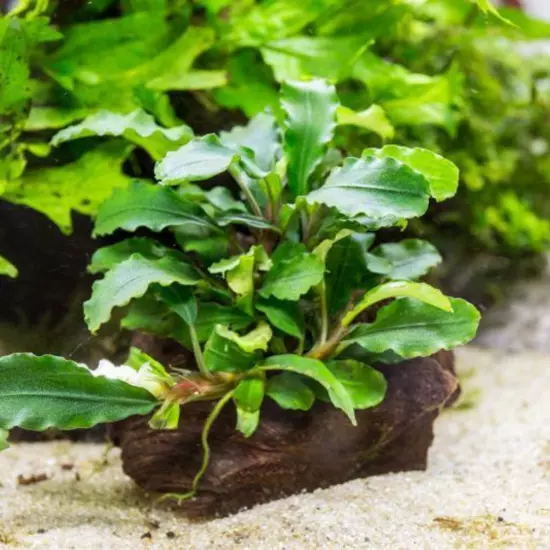 Package Driftwood Bucephalandra Green Wavy on Driftwood Live Aquarium Plant Tank