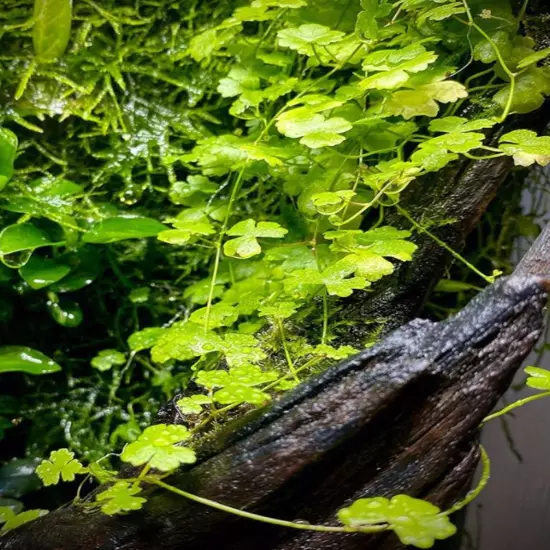 Buy2Get1Free Japan Hydrocotyle Tripartita Tissue Culture Live Plants Aquarium