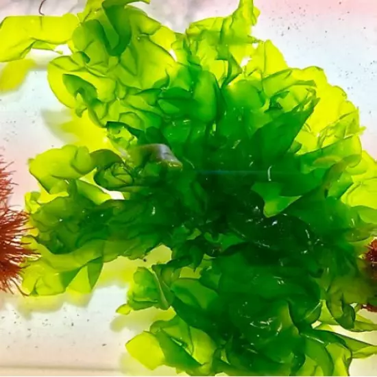 Sea Lettuce (Ulva Lactuca) Live Macroalgae 0.5 pound - Live Arrival Guaranteed