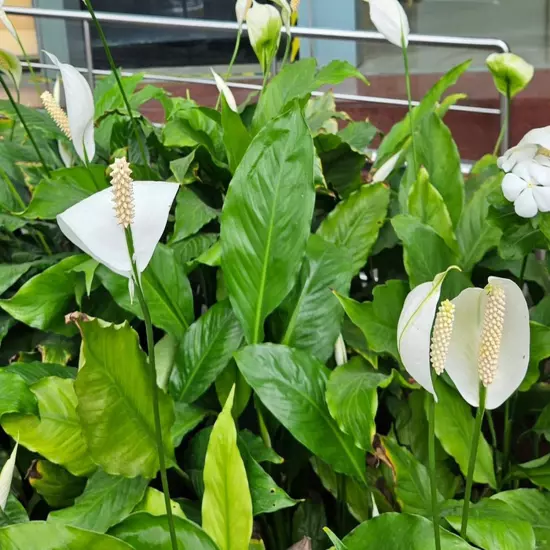 Package Bundle Spathiphyllum Wallisii Peace Lily Freshwater Live Plants Aquarium