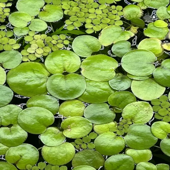 10 Amazon frogbit - Aquarium Or Pond Floating Plant