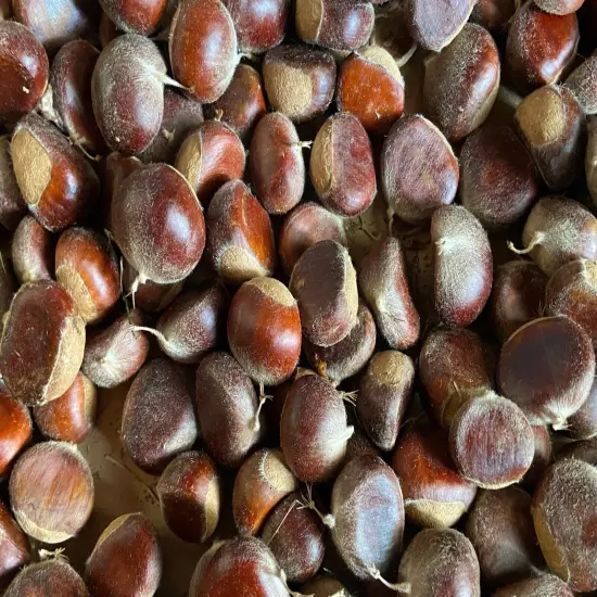 NEW CROP 2024 CHINESE CHESTNUTS MIDWEST ILL. GROWN 1"-1 1/4" DIA. SOLD 10LB. LOT