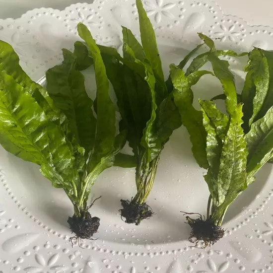 BUY 2 GET 1 FREE MD "Java fern" Microsorum pteropus Low Light Aquarium Plant 