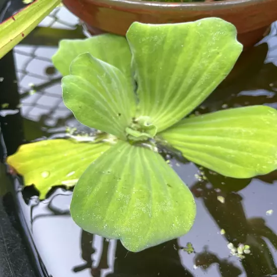 3 LARGE Water Lettuce Plants Live Aqua Plant Floating Koi Pond