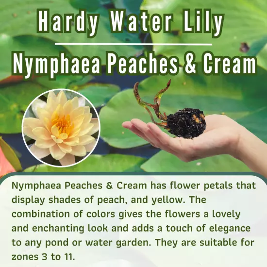 Buy2Get1Free Orange Peaches Cream Hardy Waterlily Live Pond Plants Color Flower