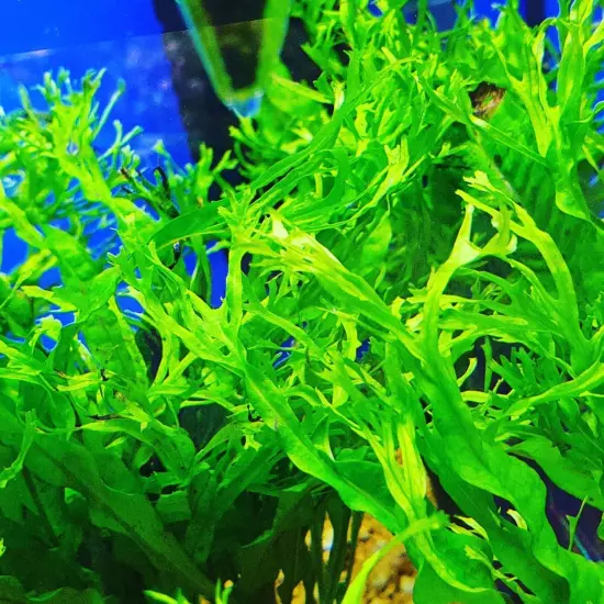 Package Driftwood Java Fern Microsorium Windelov on Driftwood (S) Aquarium Plant