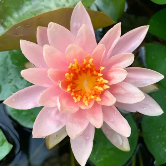 Buy2Get1Free Orange Colorado Hardy Waterlily Live Freshwater Plant Pond Colorful