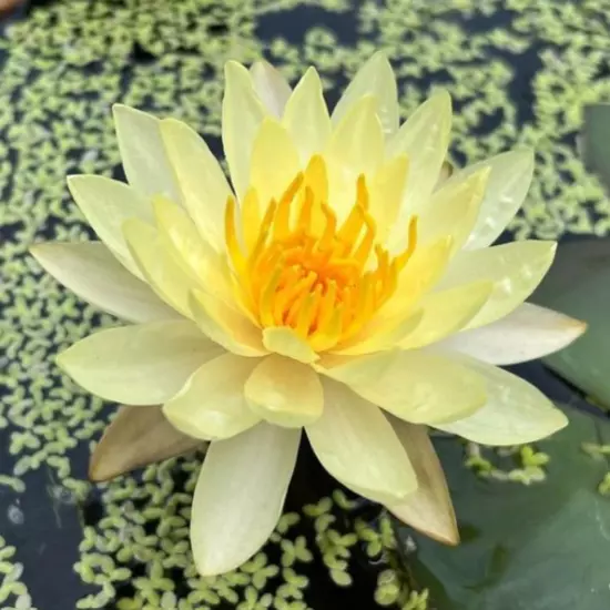 Buy2Get1Free Yellow California Gold Hardy Waterlily Live Pond Plant Colorful