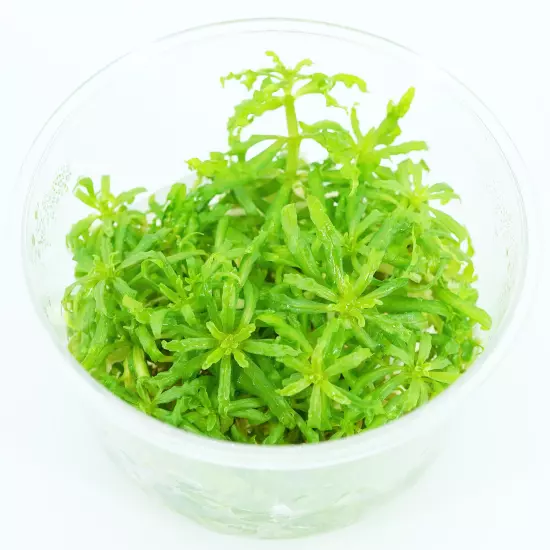 Buy2Get1Free Downoi Pogostemon Helferi Tissue Culture Live Plants Fresh Aquatic