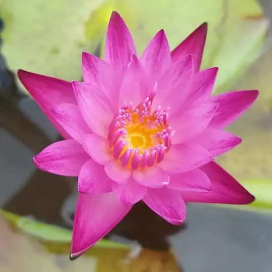 Buy2Get1Free Red Dang Ma Miew Tropical Waterlily Live Tuber Colorful Plants Pond