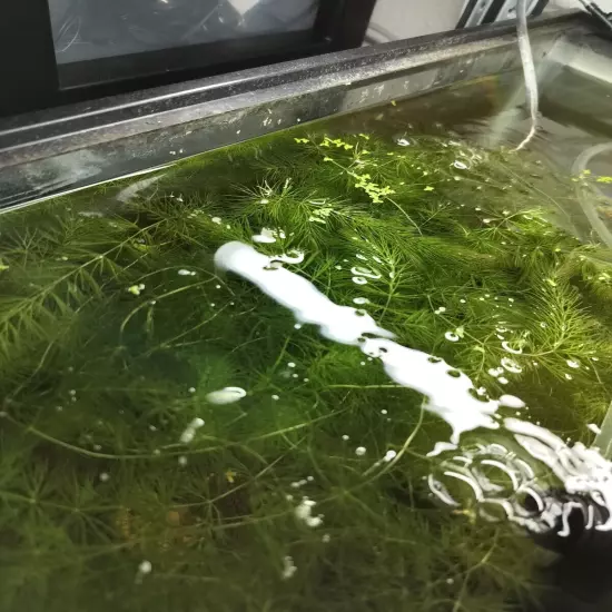 1 Cup of Hornwort(Contain) Live Aquarium Plant.Buy 2 Get 2 Free. Free Shipping 