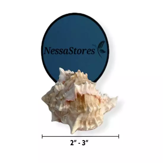 - Pink Murex Phyllonotus erythrostomu Hermit Crab Sea Shell 2" - 3" #JC-039 (...