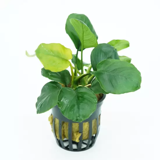 Buy2Get1Free Round Leaves Anubias Potted Live Plants Aquarium Freshwater Tank