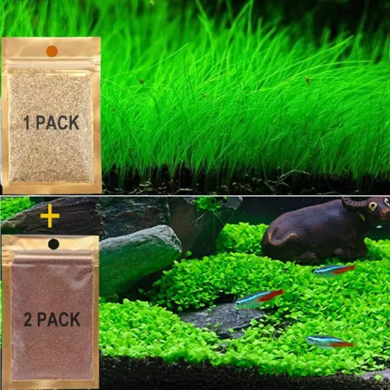 3 Pack Aquarium Plants See ds, Live Aquarium Grass See ds for Fish Tank Fresh...