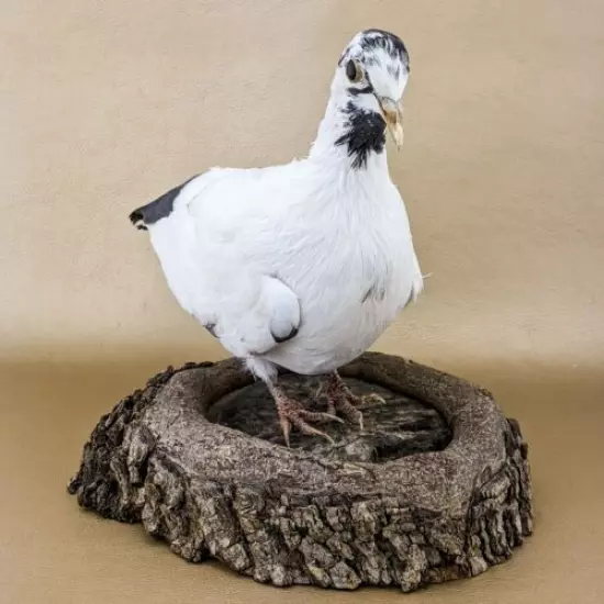 T45n Taxidermy Oddities Curiosities Rock Pigeon bird c livia dove collectible