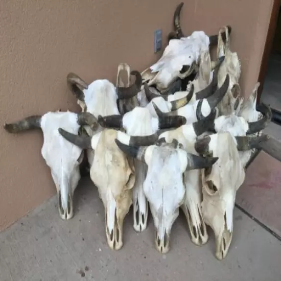 ONLY ONE STEER SKULL 18" to 22" wide HORN LONGHORN cow bull CATTLE head HORNS