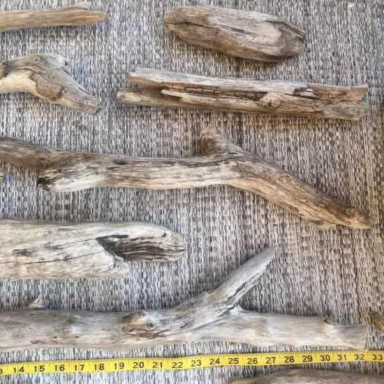 Taxidermy Natural Driftwood Lot of 15 Aquarium Reptile Fish Tank Lake Erie