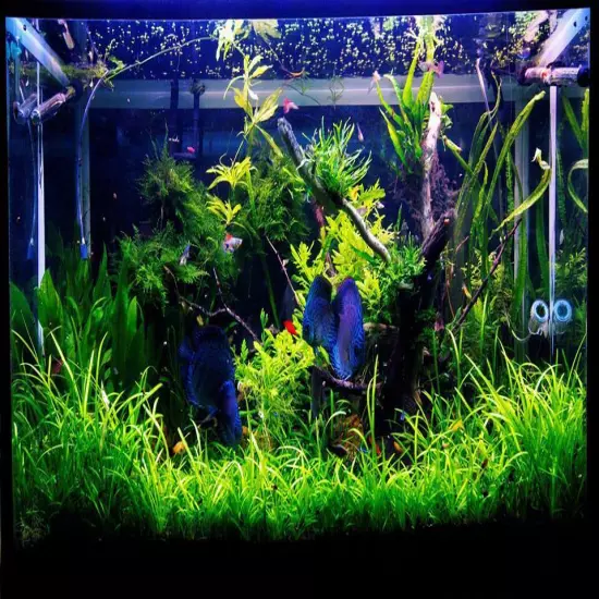 BUY 2 GET 1 FREE Dwarf Sagittaria Subulata Live Aquarium Plants