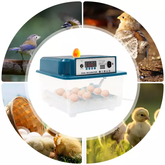 Automatic 16 Eggs Incubator Brooding Machine for Hatching Eggs Chicken Quail NEW