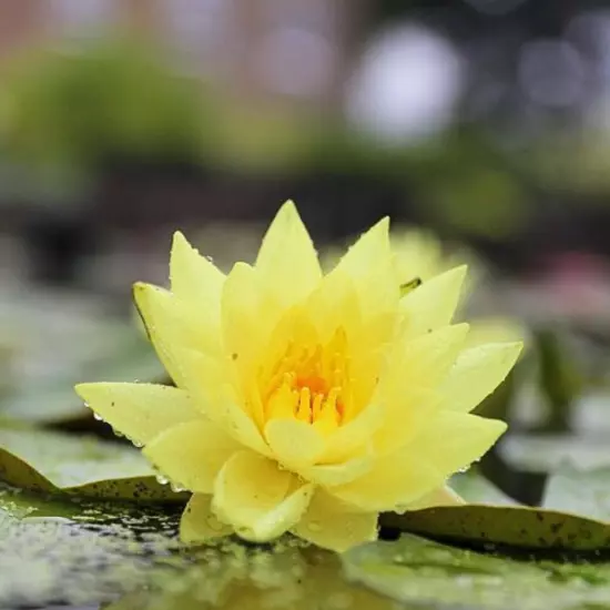 Buy2Get1Free Yellow Helvola Hardy Waterlily Live Freshwater Plants Pond Flower